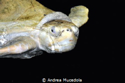 sea turtle sufacing by Andrea Mucedola 